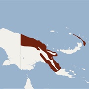 New Guinea Long-Eared Bat