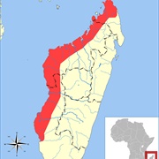 Western Sheath-Tailed Bat