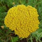 Fern Leaf Yarrow