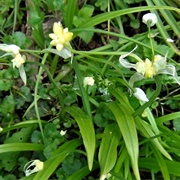 Few-Flowered Garlic (Allium Paradoxum)