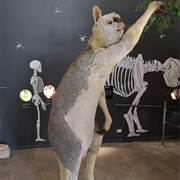 Wonambi Fossil Centre