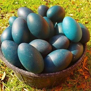 Emu Egg