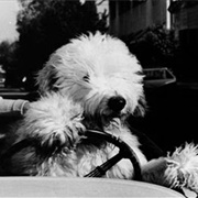 Chiffon (The Shaggy Dog, 1959)