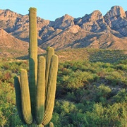 Catalina State Park, Arizona