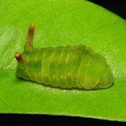 Angled Sunbeam Caterpillar