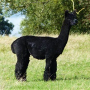 Black Alpaca
