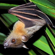 Greater Short-Nosed Fruit Bat