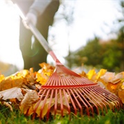 Rake Leaves