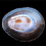 Owl Limpet