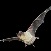 Mexican Free-Tailed Bat