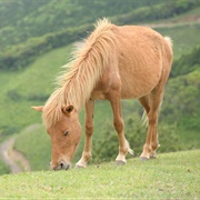 Asian Horse