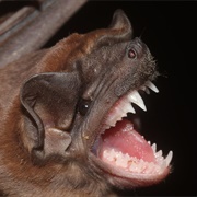 Sinaloan Mastiff Bat