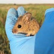 Salt-Marsh Harvest Mouse