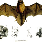 Mexican Funnel-Eared Bat