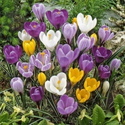 Crocus