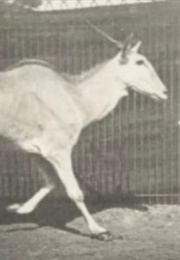 Eland Trotting 1887 (1890)
