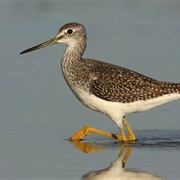 Yellowlegs