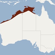 Nyctophilus Arnhemensis