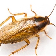 German Cockroach