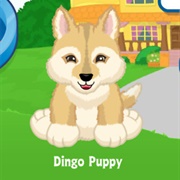 Dingo Puppy