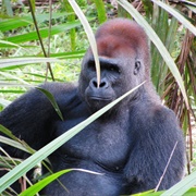 Fernan Vaz Lagoon, Gabon
