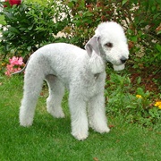 Bedlington Terrier
