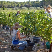 Volunteer to Harvest for Someone