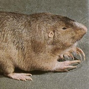 Plains Pocket Gopher