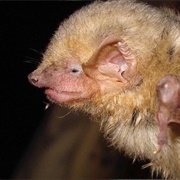 Western Yellow Bat