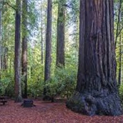 Camp in the Redwoods (CA)