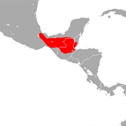 Thomas's Sac-Winged Bat