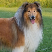 Lassie (Lassie)