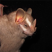 Little Big-Eyed Bat