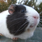 Guinea Pig
