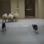 Border Collies Herding Sheep Into Elevator