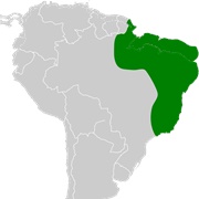 Brazilian Funnel-Eared Bat