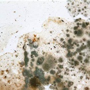 Mold