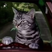Toonces the Driving Cat