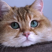 Hosico Cat