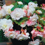 Begonia