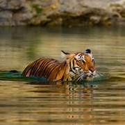 Ranthambore National Park