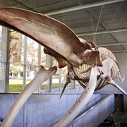 Beaty Biodiversity Museum, UBC, Vancouver, BC, Canada