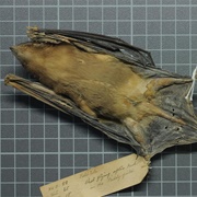 Robust Yellow Bat