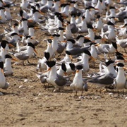 Goba'ad Plain, Djibouti