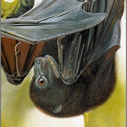 Bougainville Monkey-Faced Bat