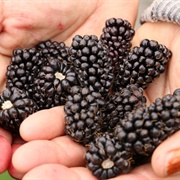Marionberries