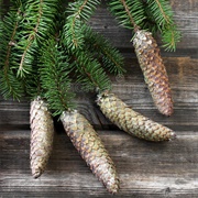 Spruce Twigs