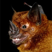 Greater Spear-Nosed Bat