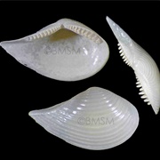 Pointed Nut Clam
