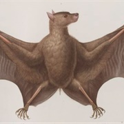 Bare-Backed Fruit Bat